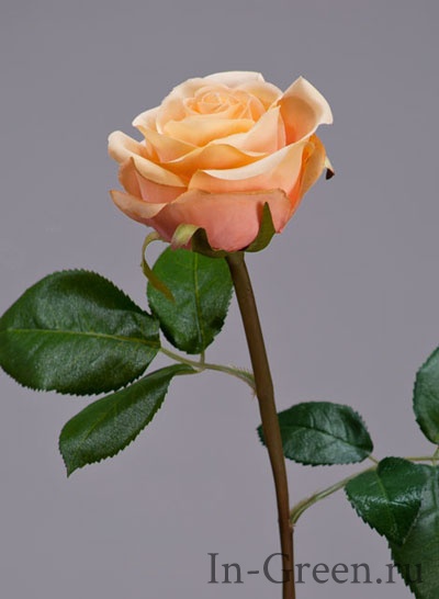 Роза Флоринбунда персиковая | 34 см
