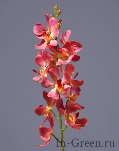 Орхидея  Дендробиум  (sensitive botanic)  кораллово-розовая | 58 см