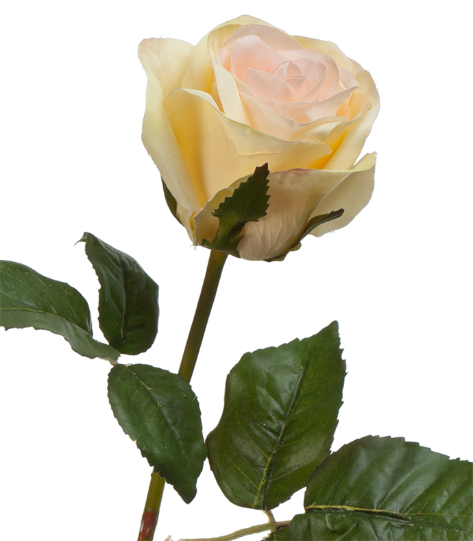 Роза  Джулия персиковая | 53 см