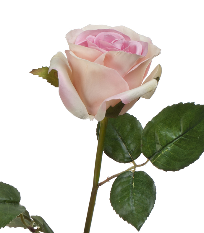 Роза  Джулия кремово-розовая | 53 см