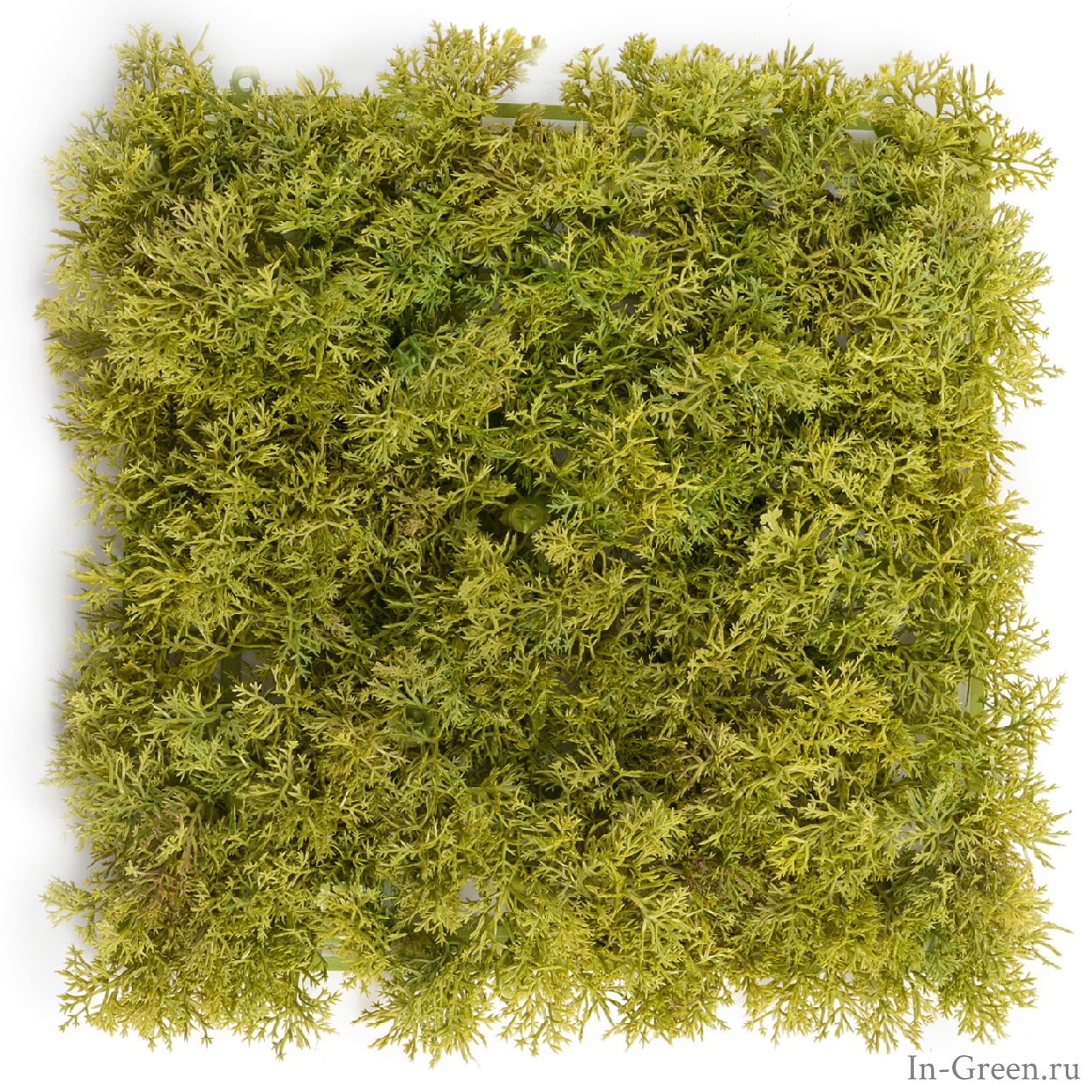 Мох Ягель светло-зелёный микс (коврик) | 25х25 см