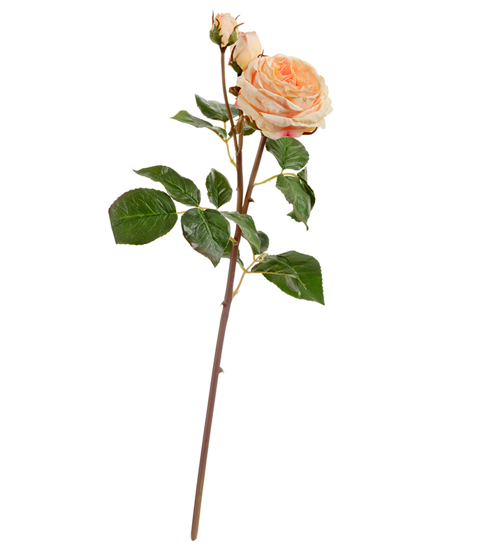 Роза  Дэвид Остин ветвь персиковая | 50 см