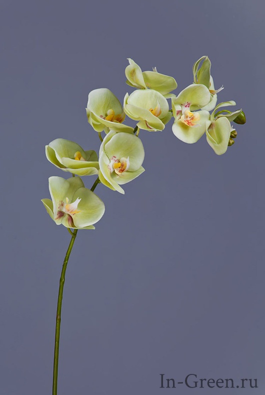 Орхидея  Фаленопсис  (sensitive botanic)  лайм | 74 см
