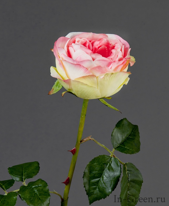 Роза Джема ярко-розовая | 56 см