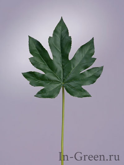 Аралии лист тёмно-зелёный | 42 см