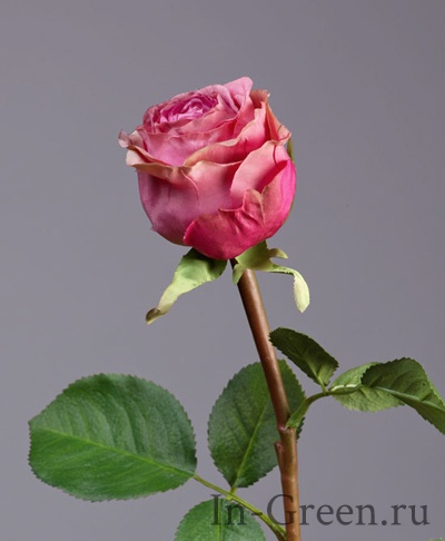 Роза Эсперанса сиренево-розовая с зелёной каймой | 49 см