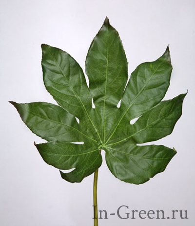Фатсия лист малый | 50 см