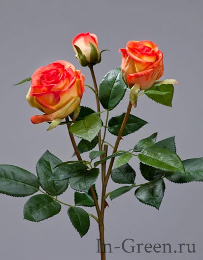 Роза  Флорибунда Мидл ветвь золотисто-оранжевая | 36 см