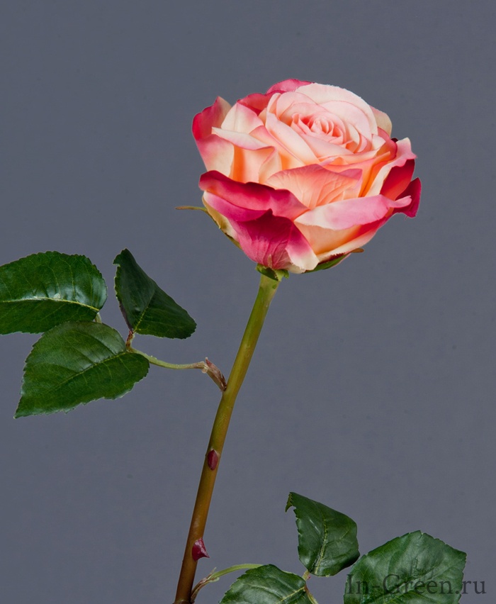 Роза Верди нежно-персиковая с тёмно-малиновым | 58 см