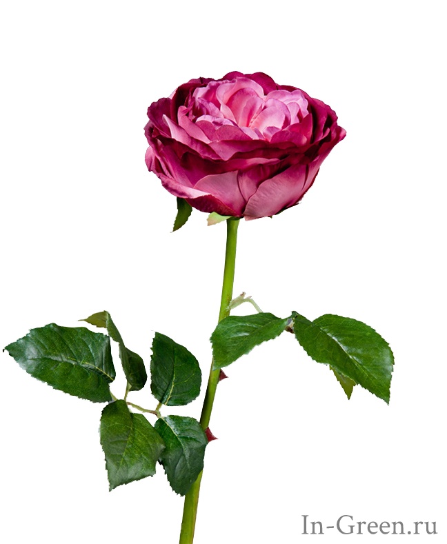 Роза Джема Темная Фуксия (фиолетовая) | 56 см