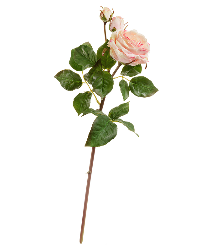 Роза  Дэвид Остин ветвь кремово-розовая | 50 см