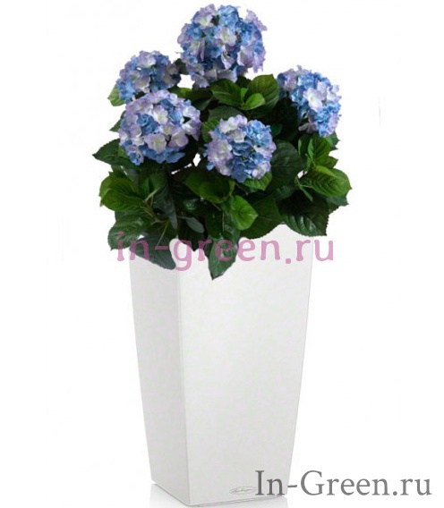 Гортензия голубая в кашпо Lechuza (10 цветов) | 80 см