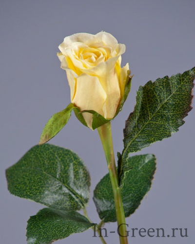 Роза  Анабель золотисто-жёлтая | 52 см