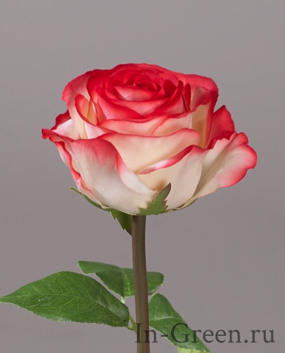 Роза Соло Нью большая кремовая с розовым | 72 см