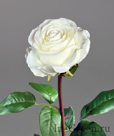 Роза Соло Нью большая белая | 72 см