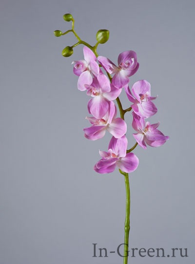 Орхидея Фаленопсис  (sensitive botanic)  розово-белая | 70 см