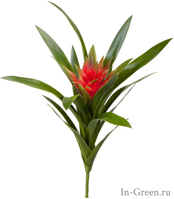 Гусмания Элегант красная куст (sensitive botanic) | 30 см