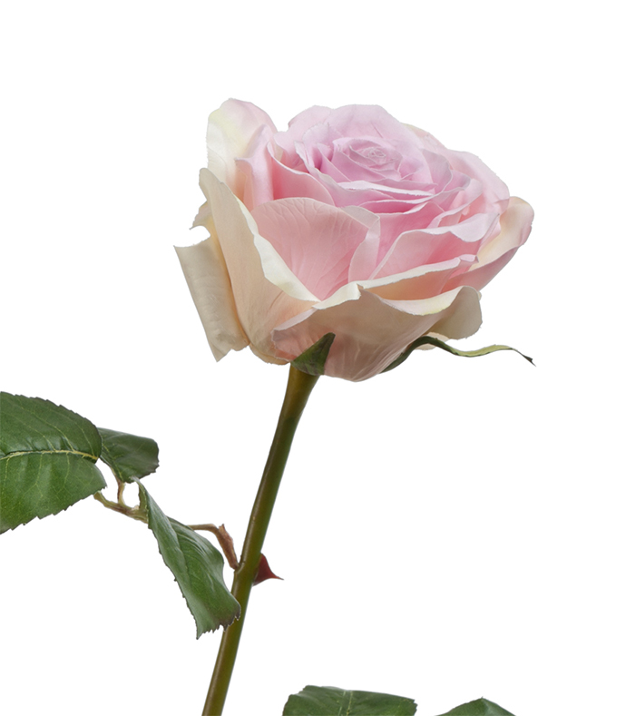 Роза Верди сиренево-розовая с кремовым градиентом | 58 см