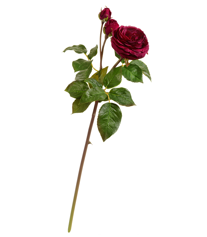 Роза  Дэвид Остин ветвь винная (тёмно-розовая) | 50 см