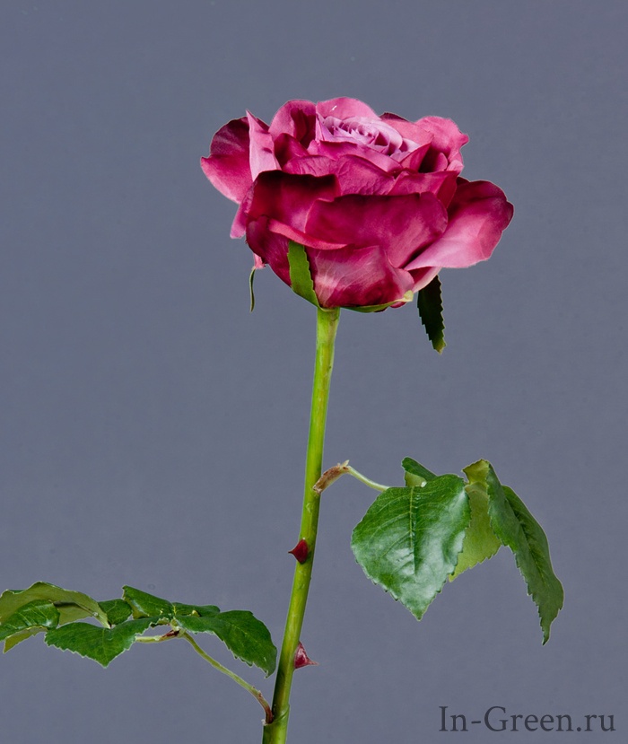 Роза Верди тёмная фуксия | 58 см