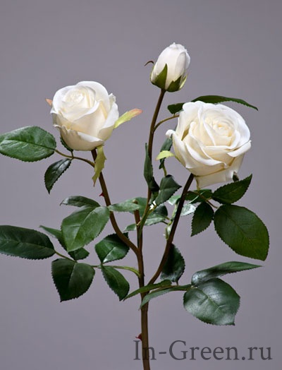 Роза  Флорибунда Мидл ветвь белая | 36 см