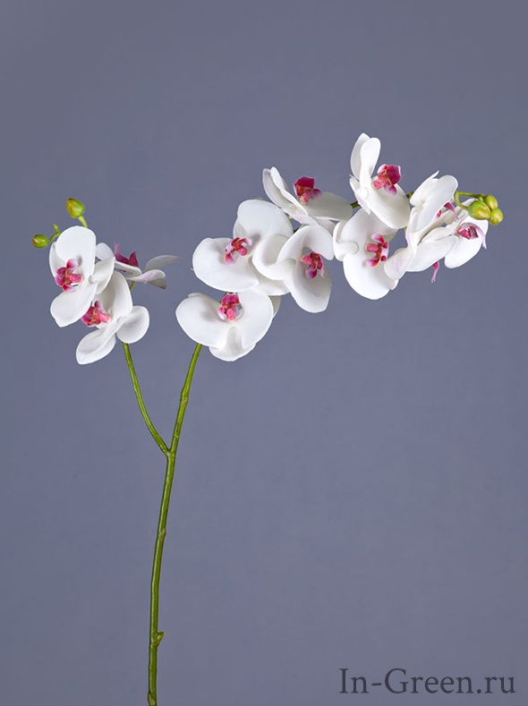 Орхидея  Фаленопсис (sensitive botanic)  белая с розовым | 88 см