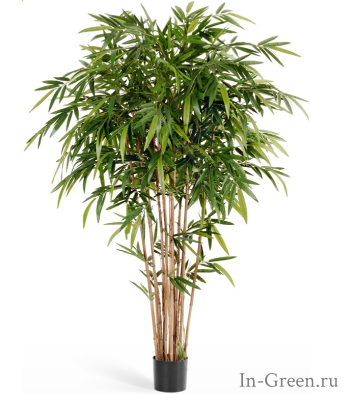 Бамбук Натуральный искусственный Новый, от 150 до 300 см