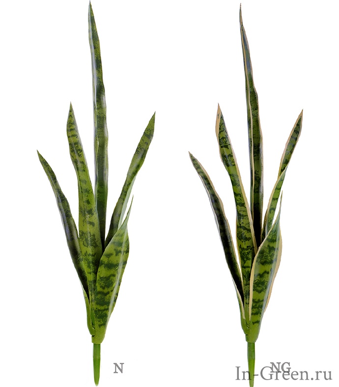 Сансевиерия зелёная и жёлто-зелёная (Тёщин Язык) куст | 70 см