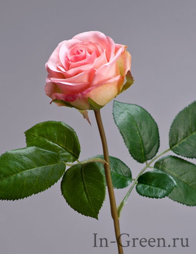 Роза Флоринбунда розовая | 34 см