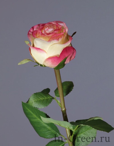 Роза Эсперанса лимонная с розовой каймой | 49 см