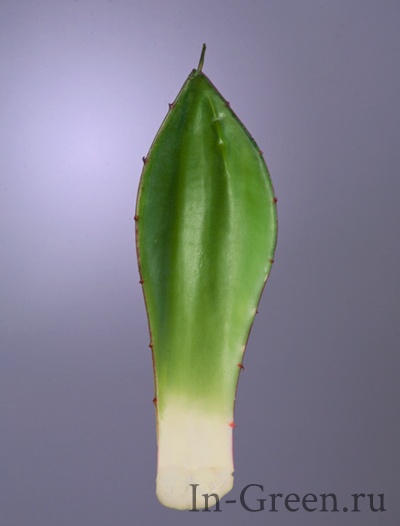 Алоэ лист  зелёный малый  (sensitive botanic) | 19 см