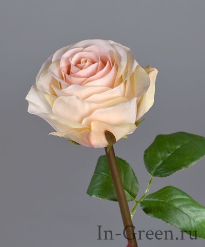  Роза Соло Нью большая кремово-розовая | 72 см