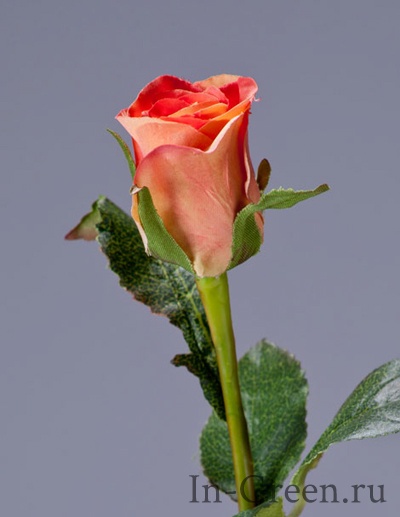 Роза Анабель персико-розовая | 52 см
