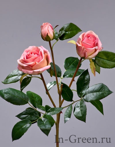Роза  Флорибунда Мидл ветвь нежно-розовая | 36 см