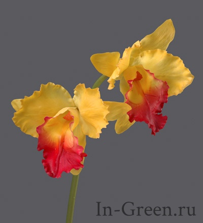 Орхидея  Каттлея крупная жёлто-розовая | 42 см