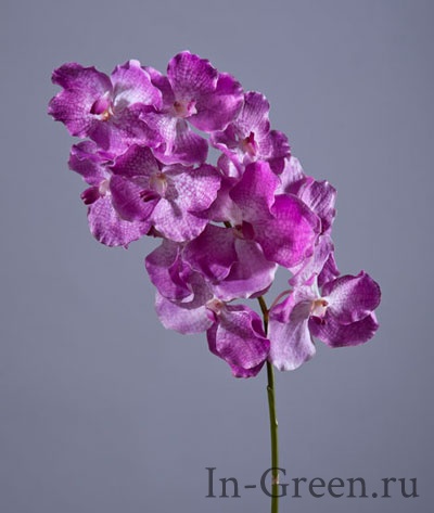 Орхидея  Ванда с прожилками (sensitive botanic) ярко-сиреневая  | 75 см