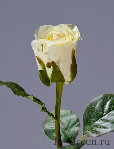 Роза Анабель белая | 52 см