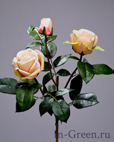 Роза  Флорибунда Мидл ветвь крем-лайм-розовая | 36 см