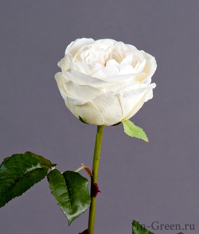 Роза Джема Ванильная (белая) | 56 см