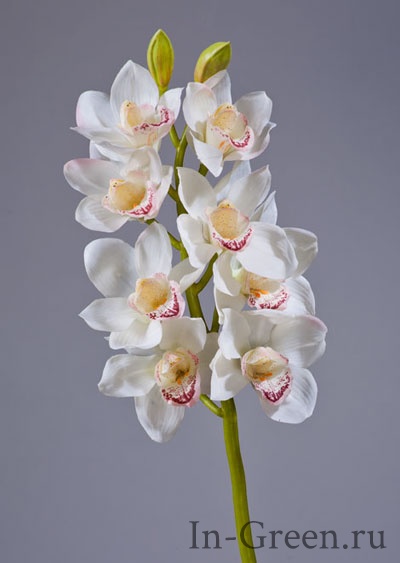 Орхидея Цимбидиум  (sensitive botanic)  белая | 67 см