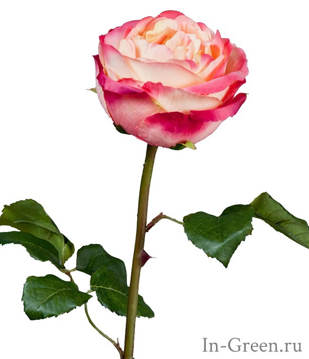 Роза Джема нежно-персиковая с малиновым | 56 см