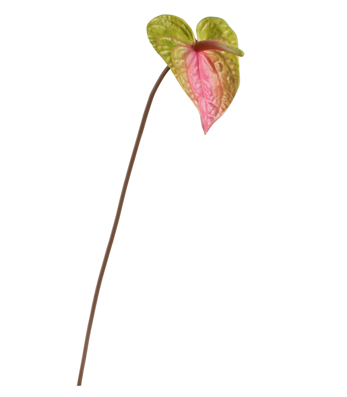 Антуриум розово-зелёная | 53 см